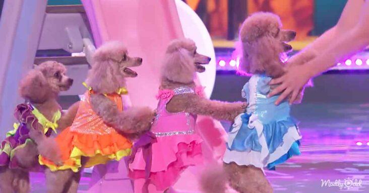 Watch clip Miracle.  AGT girl's amazing relationship with her poodles is not something you see every day