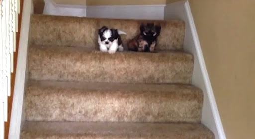 Watch the cute and cuddly moment when pint-sized puppies use the stairs for the first time