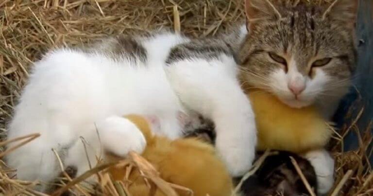 Watch the cute scene of the cute mother cat who loves the duckling