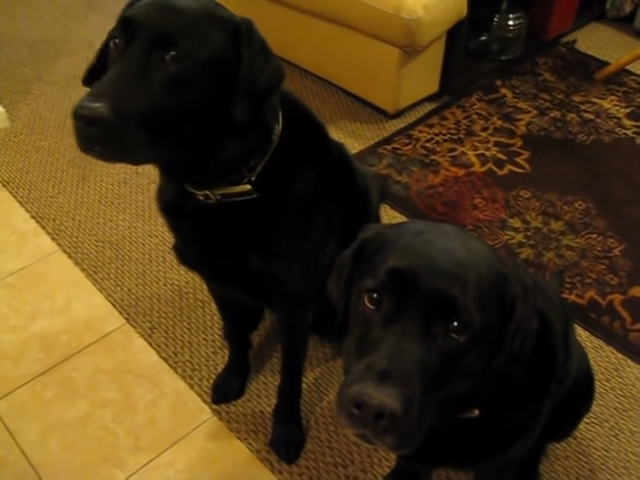 Watch the dog's funny reaction when his mother asks 'Who stole the cookie?'