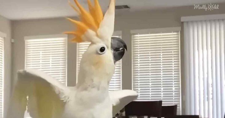 Watch the silly little parrot become the new mother's shadow.  Cockatoos follow their new mother everywhere