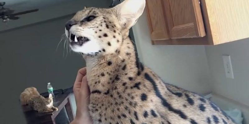 Watch video.  Internet fell in love with a big cat that talks like a fool