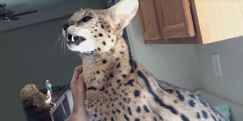 Watch video.  Netizens fall in love with a big cat that talks like a parrot