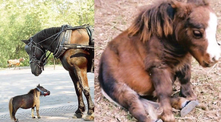 What a miracle!  This little horse should not have survived and today it has helped so many children around the world