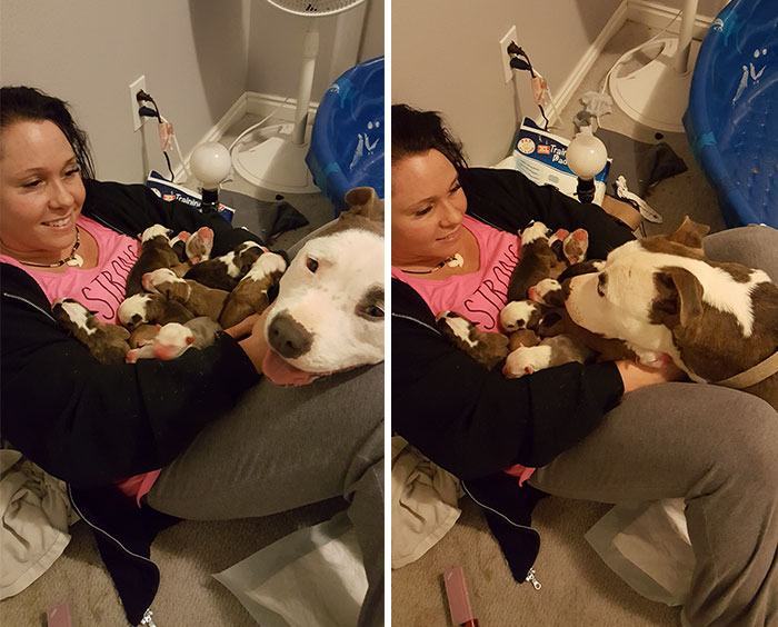 Woman stunned as her rescue pit placed 11 babies on her lap