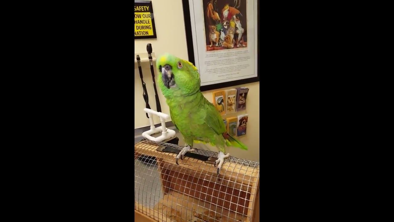 Worth seeing.  Hilarious footage of a parrot imitating human laughter and cough