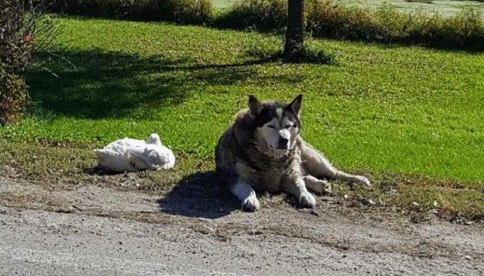 You can't guess who your dog's best friend is