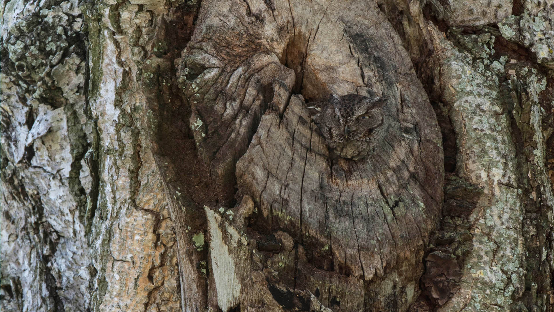 You have 20/20 vision if you can see an owl hiding in a tree trunk in an optical illusion in less than five seconds.