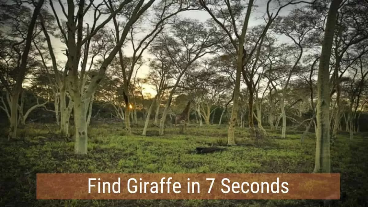 You have sharp eyes if you can spit on a giraffe in 7 seconds or less.  Test your observation skills by taking this optical illusion challenge now