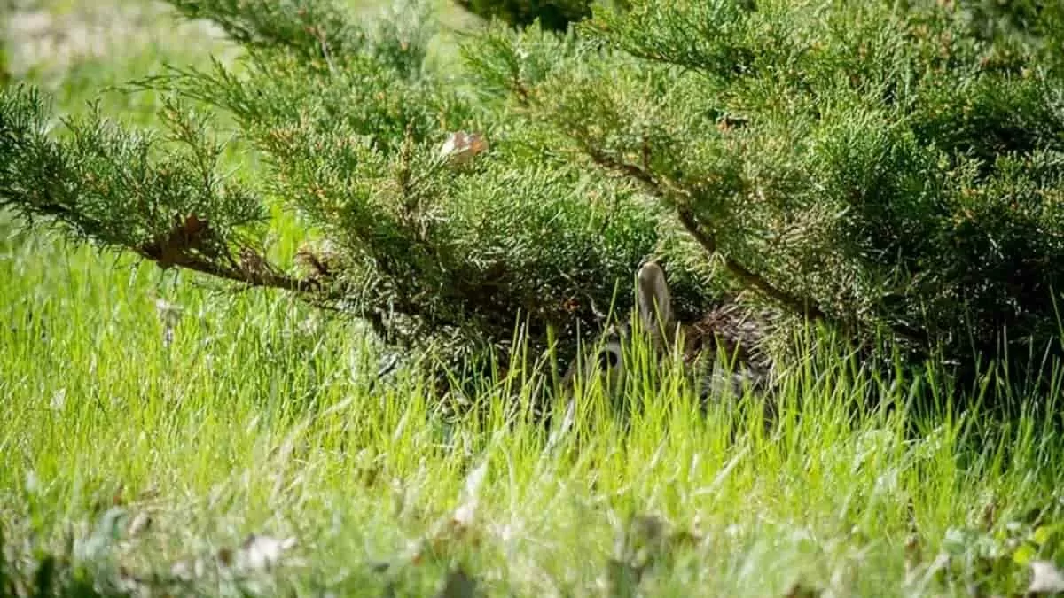 You have sharp eyes if you can spot a rabbit in 5 seconds or less