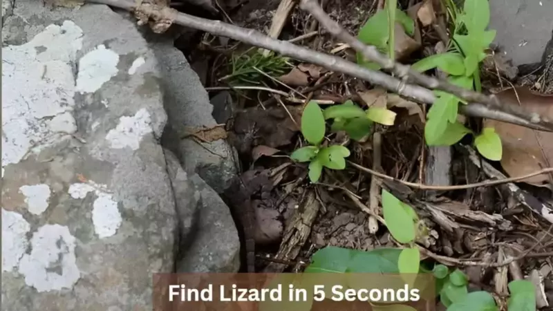 You have the eyes of a hawk if you can pluck a lizard within 5 seconds