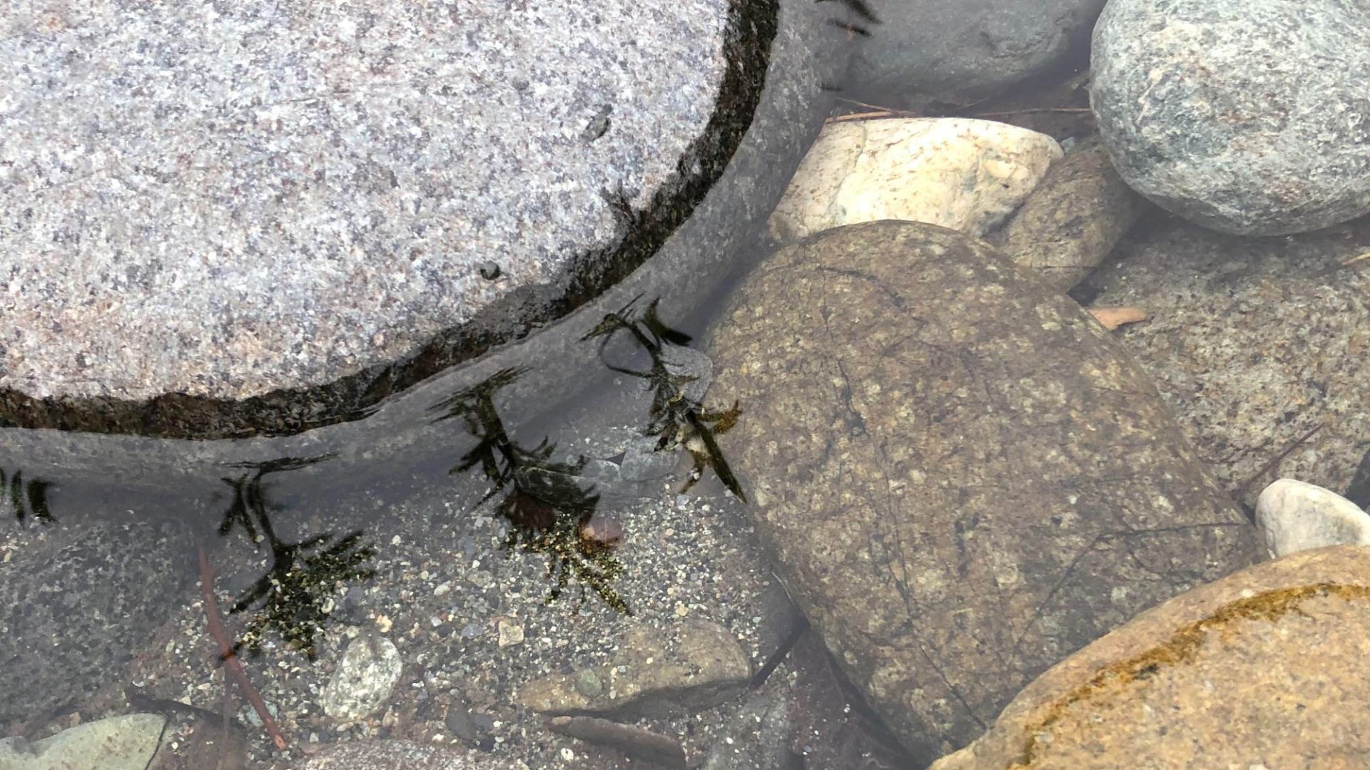 You have the eyes of a predator if you can see a frog in this pond in less than eight seconds.