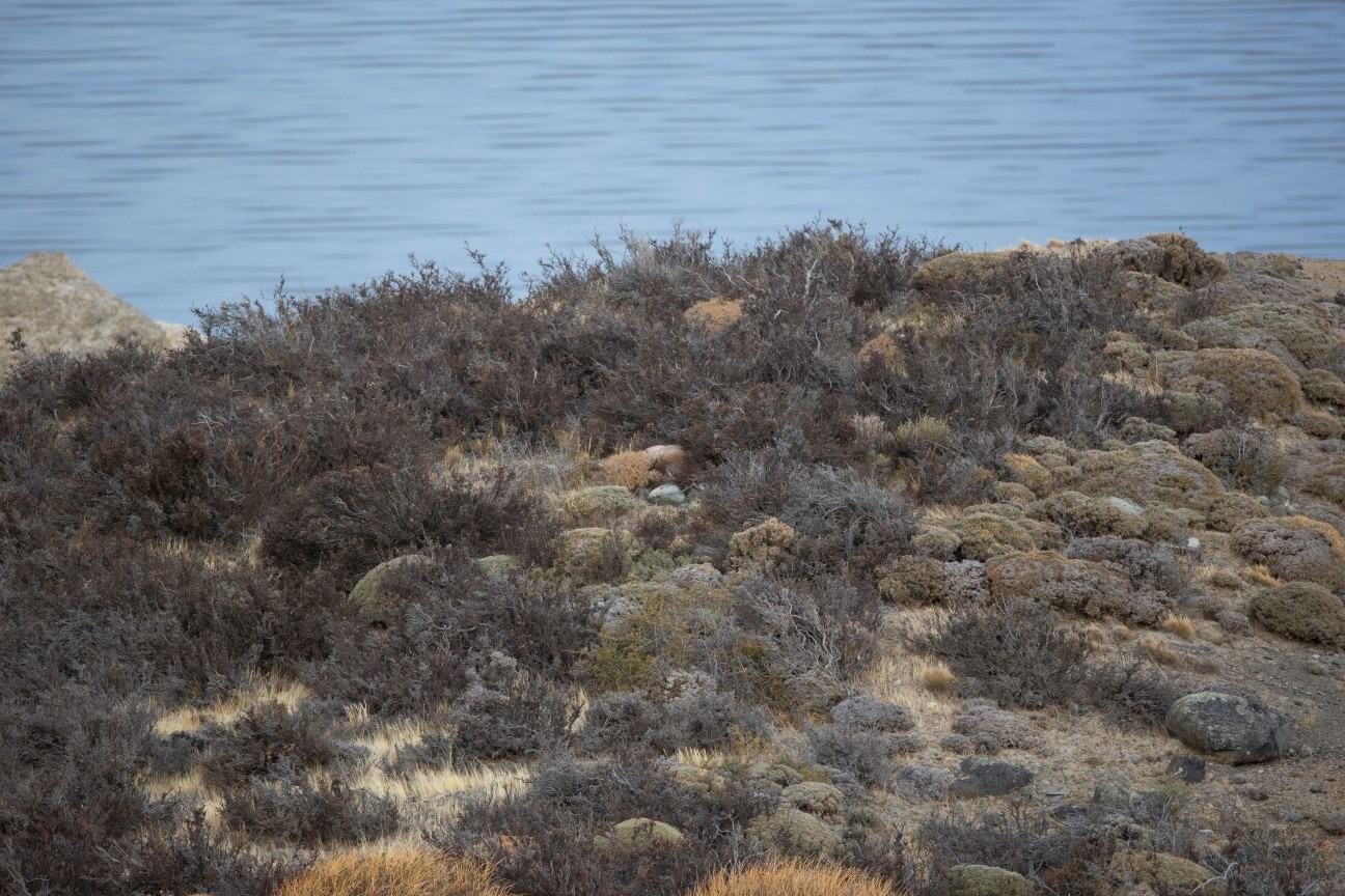 You have the eyes of the best wildlife observer if you can spot a wild cougar in less than five seconds.