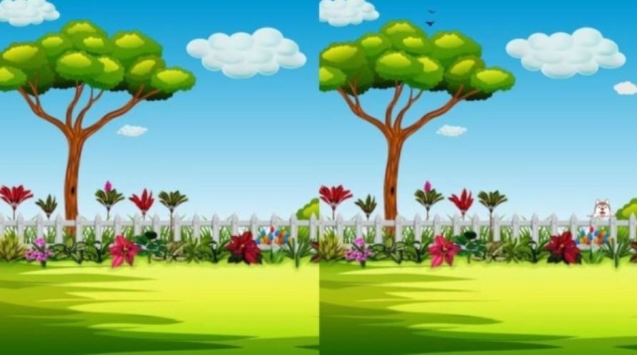 You need a calm mind to spot all three differences in these garden images in less than ten seconds.