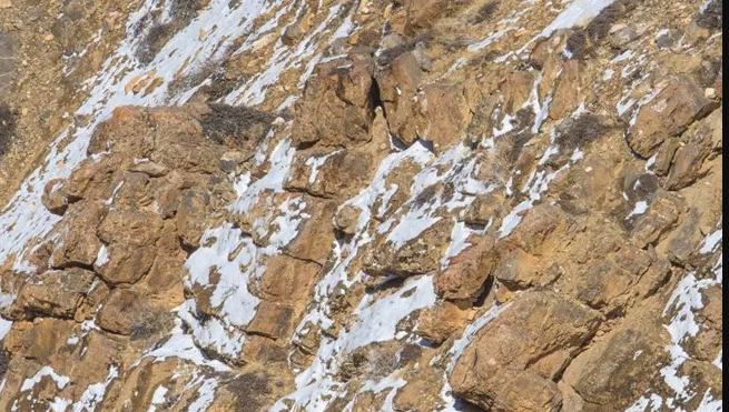 You need the eyes of an eagle to spot a snow leopard in less than ten seconds.