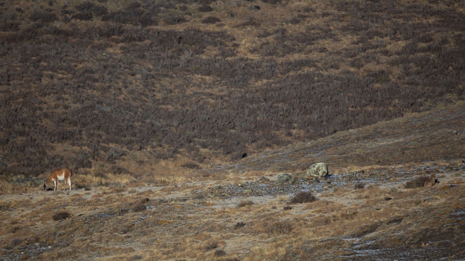 You've got the eyes of a sharpshooter if you can spot a stalking cougar in less than five seconds.