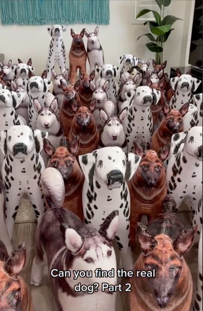 You have to be as cold as ice to spot the REAL dog among the fakes in this image in five seconds when Crufts begins.