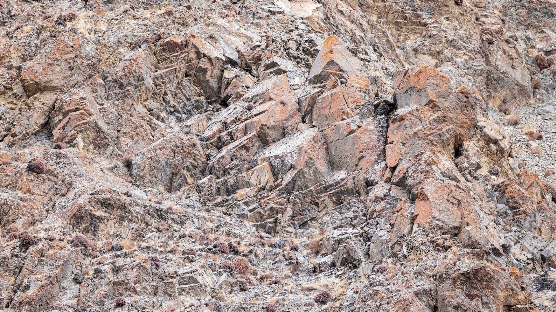 You have to be as cold as ice to spot the secret snow leopard hiding in this frozen landscape in 5 seconds.