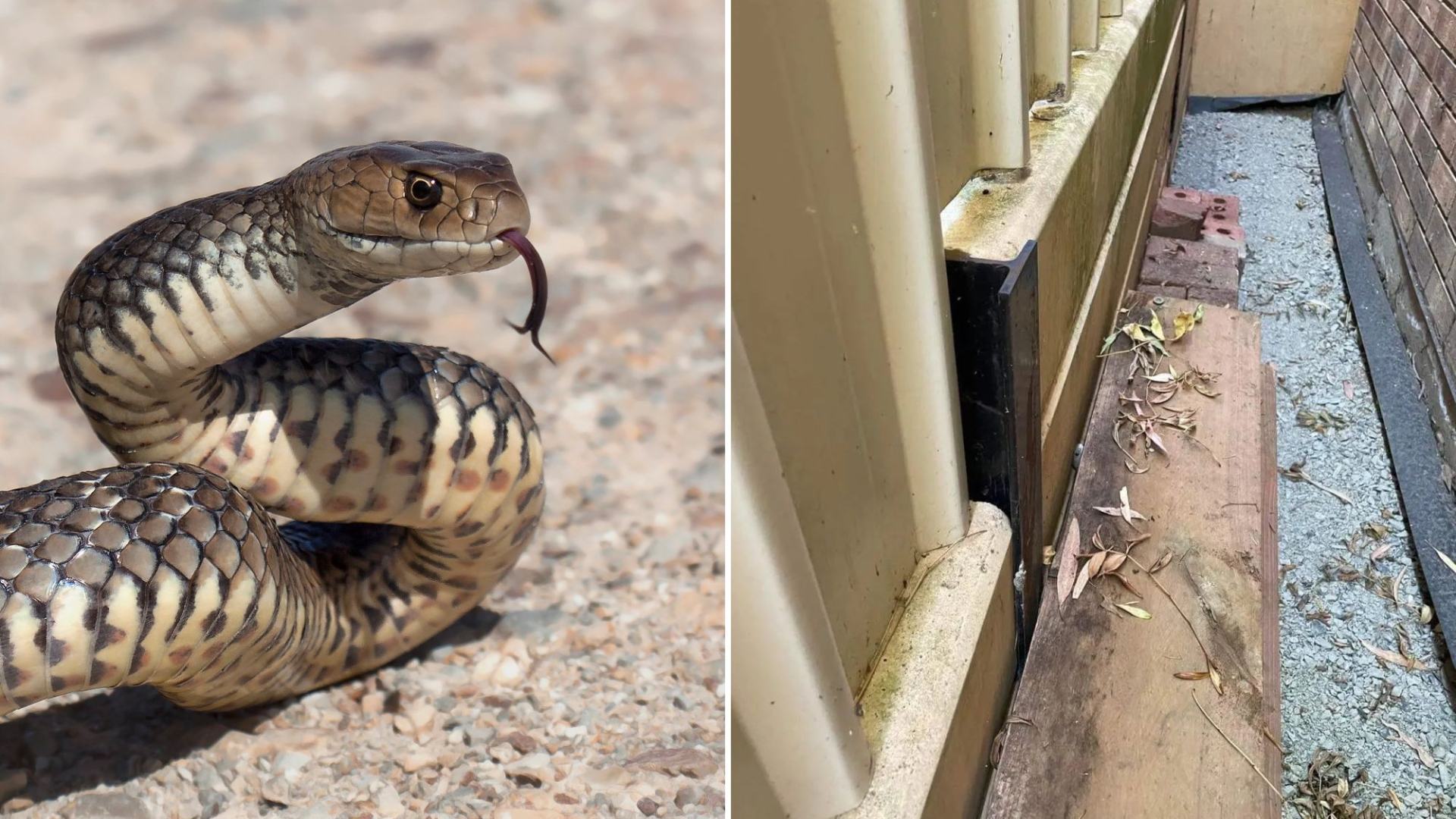 You've got the eyes of a hawk if you can see a highly venomous snake waiting to strike in this backyard.