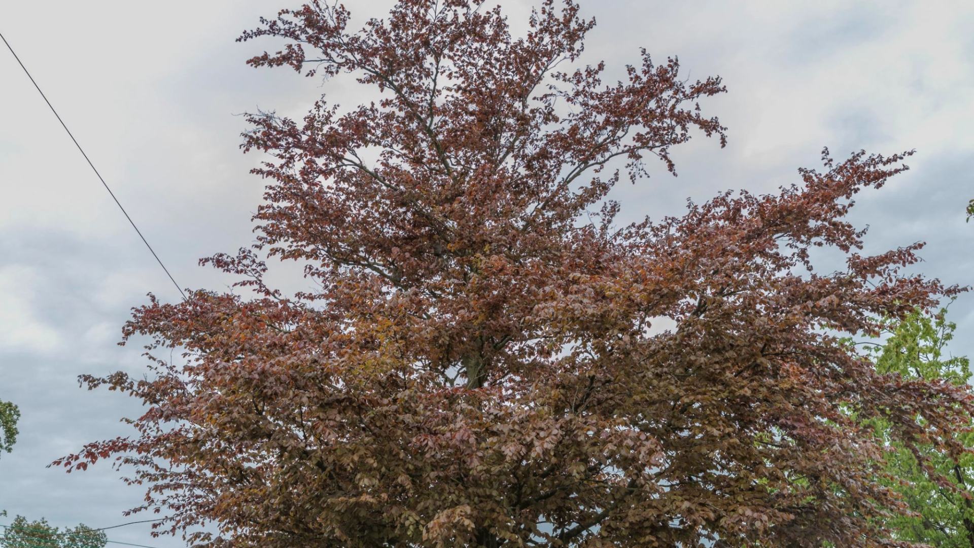 You have the eyes of a hawk if you can see TWO baby owls in this tree in ten seconds in this optical illusion.