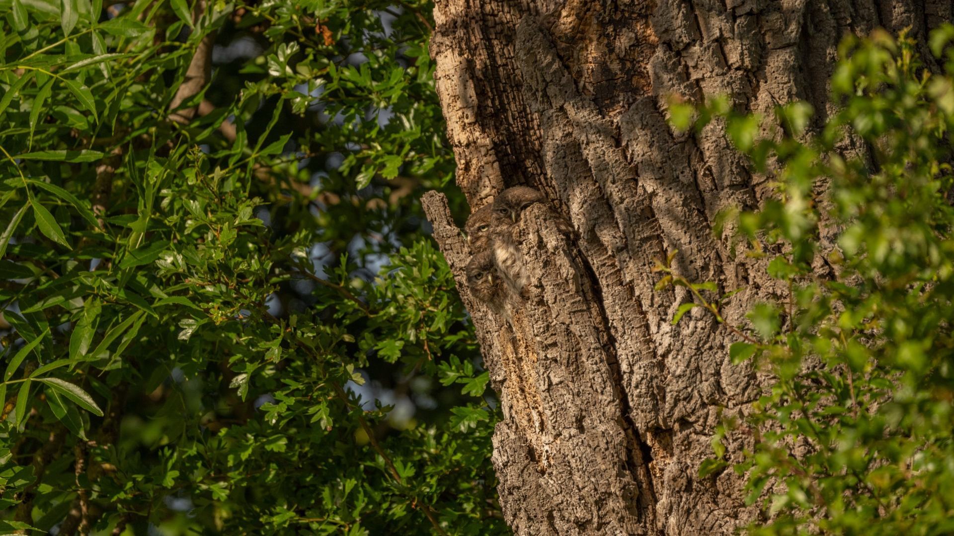 You have the eyes of a hawk if you can see the animals in this tree.