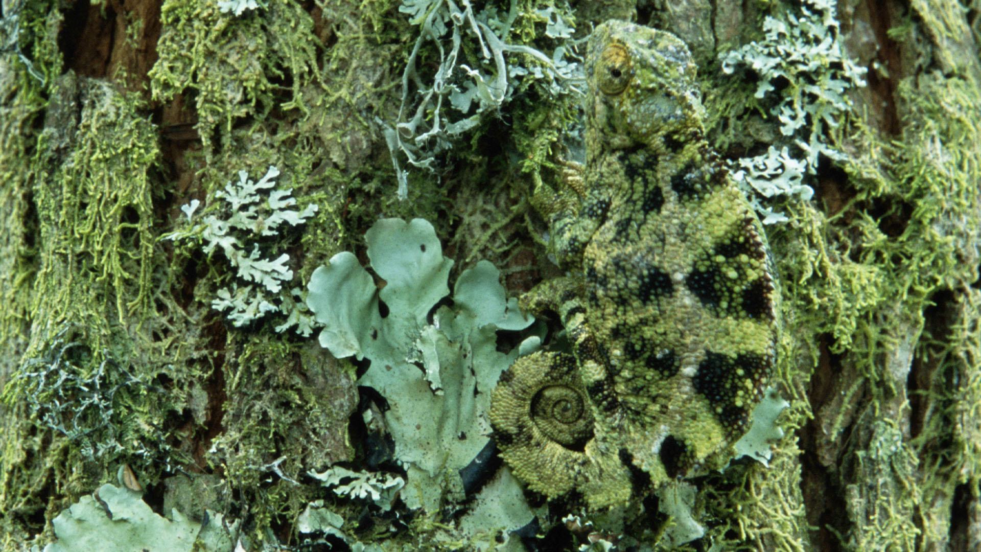 You've got the eyes of a hawk if you can spot this crafty lizard lurking on a branch.  Can you see behind the camouflage?