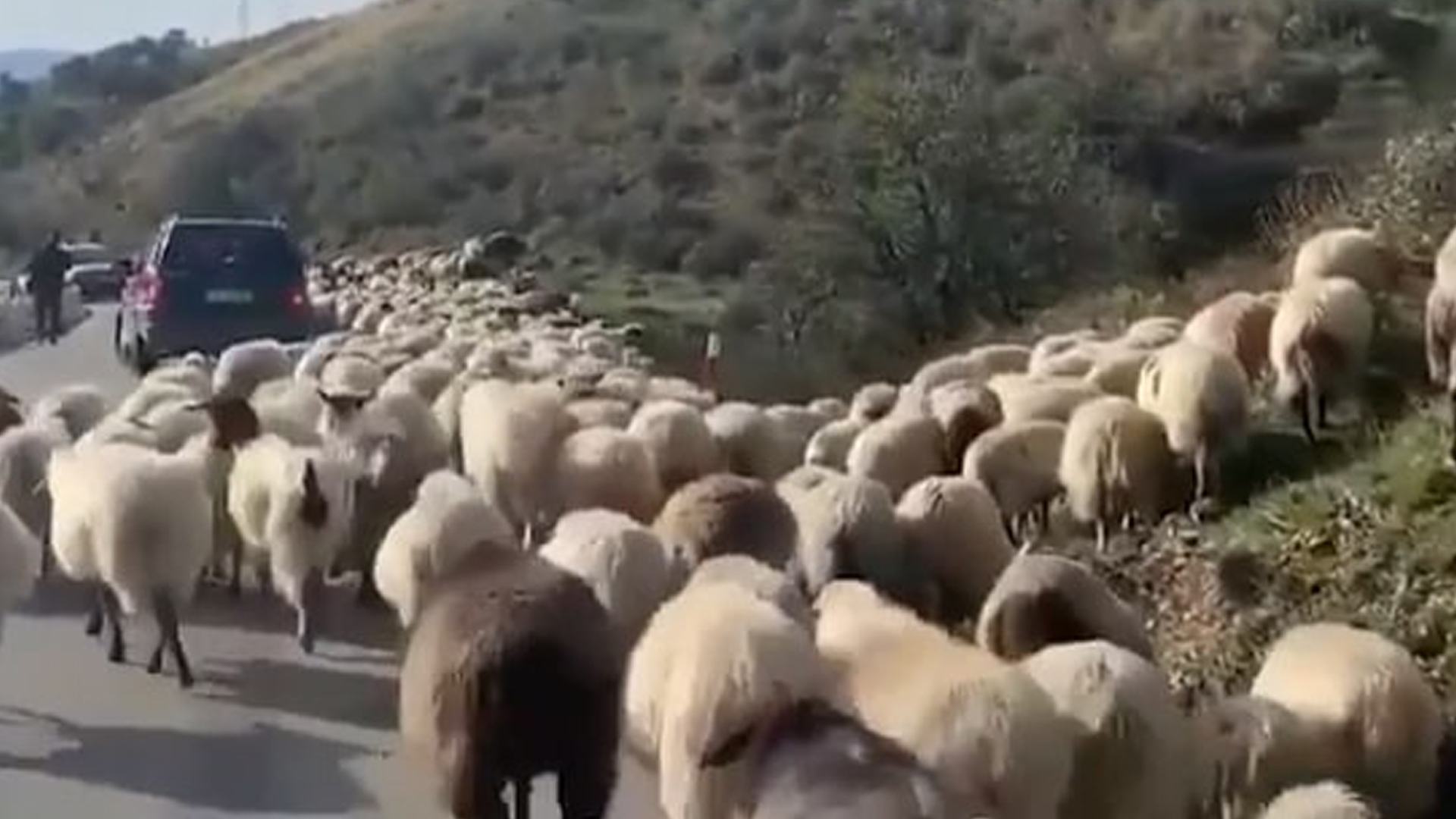 You've got the eyes of a hawk if you can spot a rogue animal among the sheep in this optical illusion video.