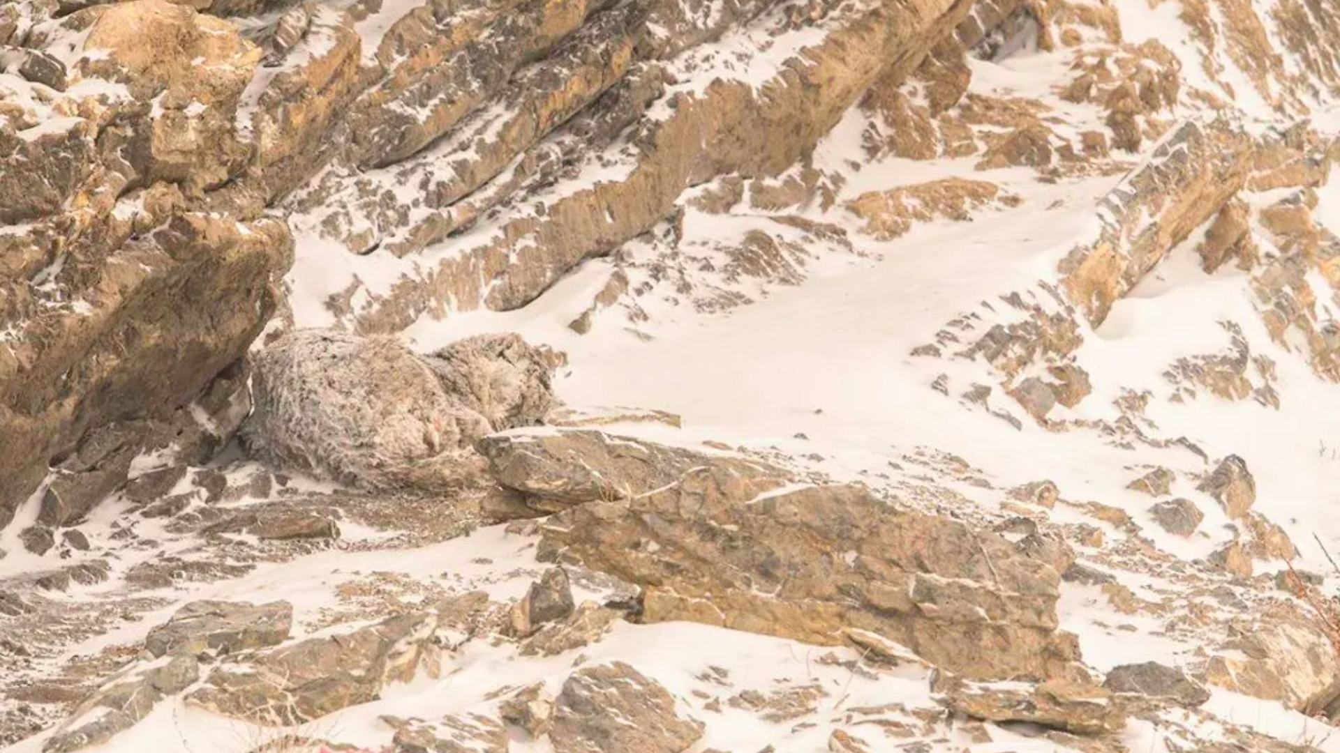 You have the eyes of a hawk if you can spot a snow leopard in less than five seconds - it's harder than you think.