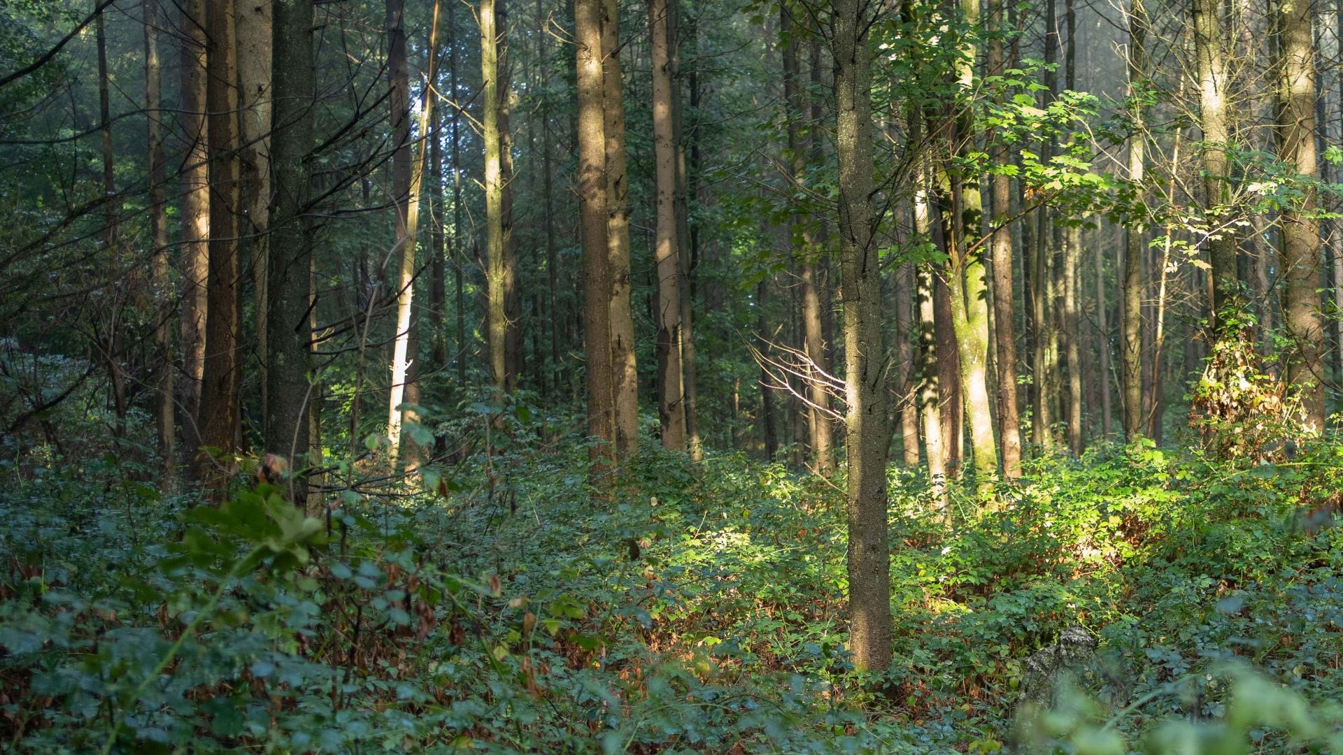 You've got the eyes of a hawk if you can spot the camouflaged wildlife photographer hiding in this forest in ten seconds.