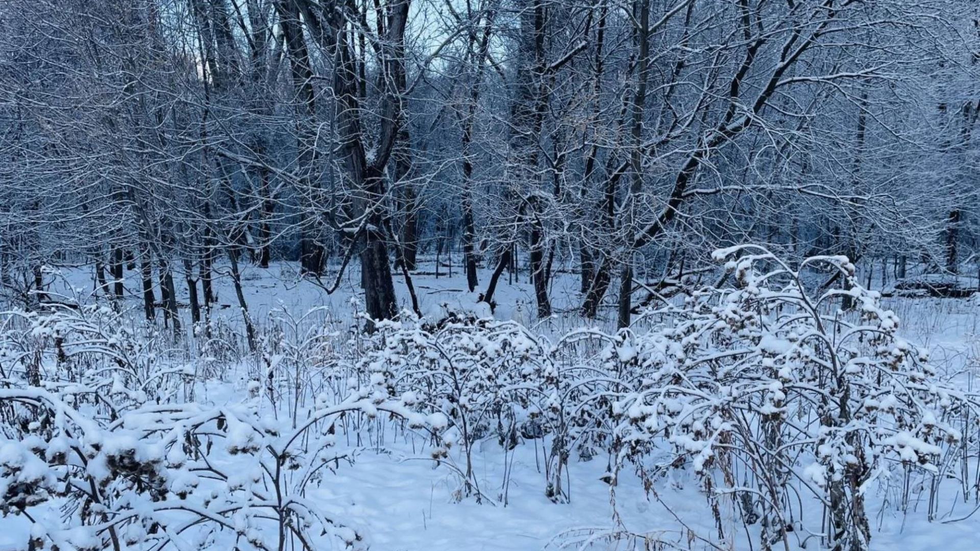 You have the eyes of a hawk if you can spot the hidden dog in this snowy scene.