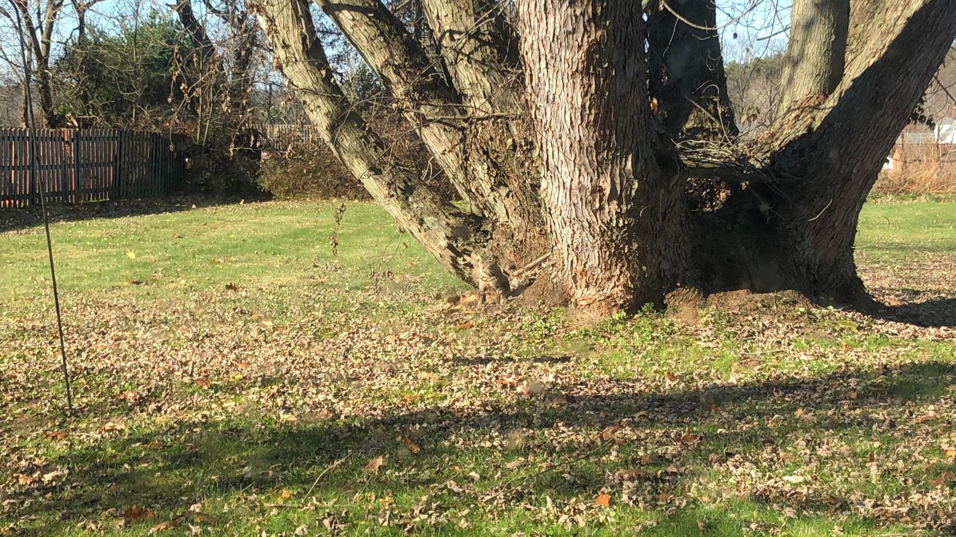 You've got the eyes of a hawk if you can spot the perfectly camouflaged cat in this photo of a lush garden.