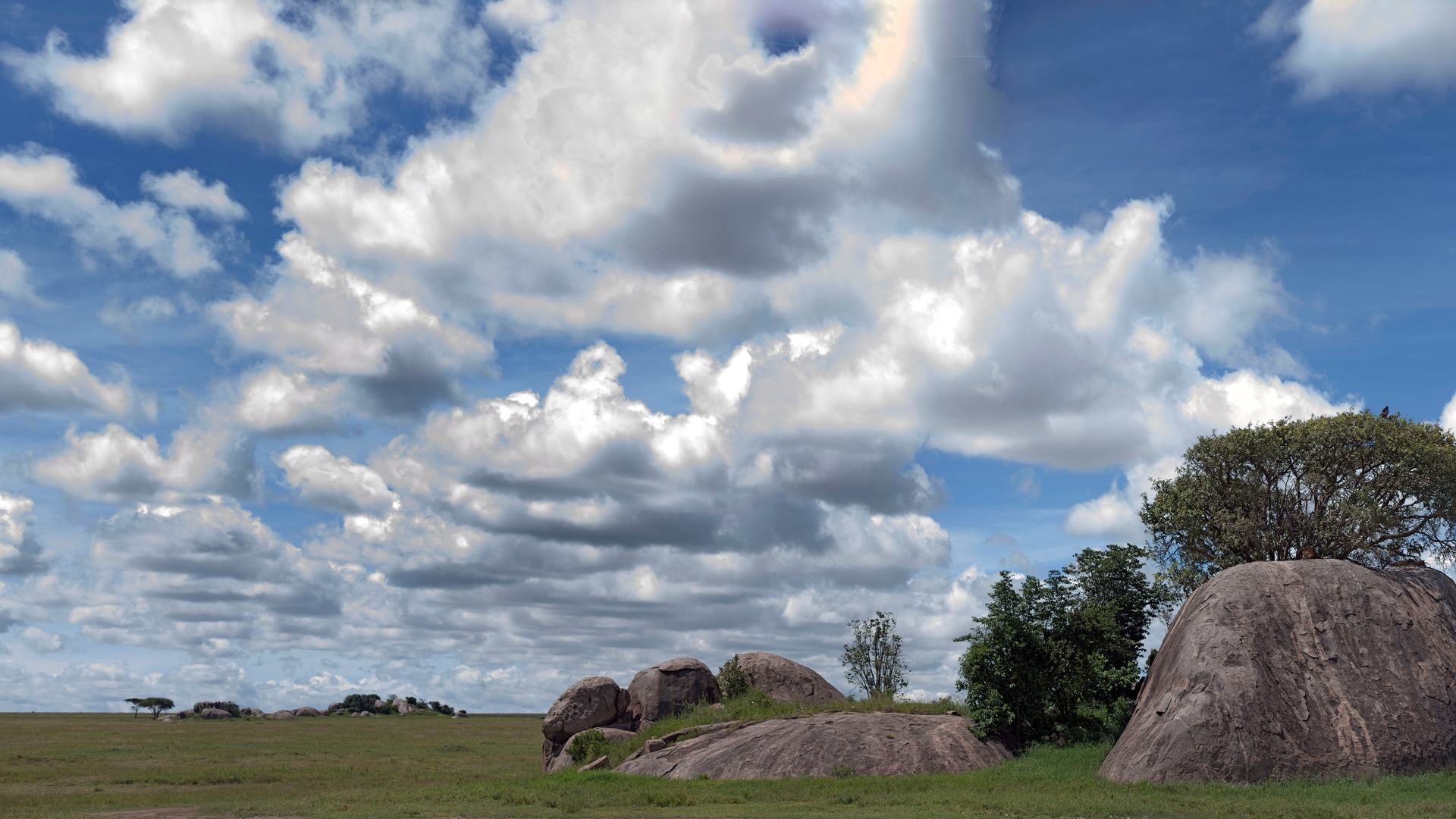 You have the eyes of a hawk if you can spot the sneaky lion hiding in the Serengeti