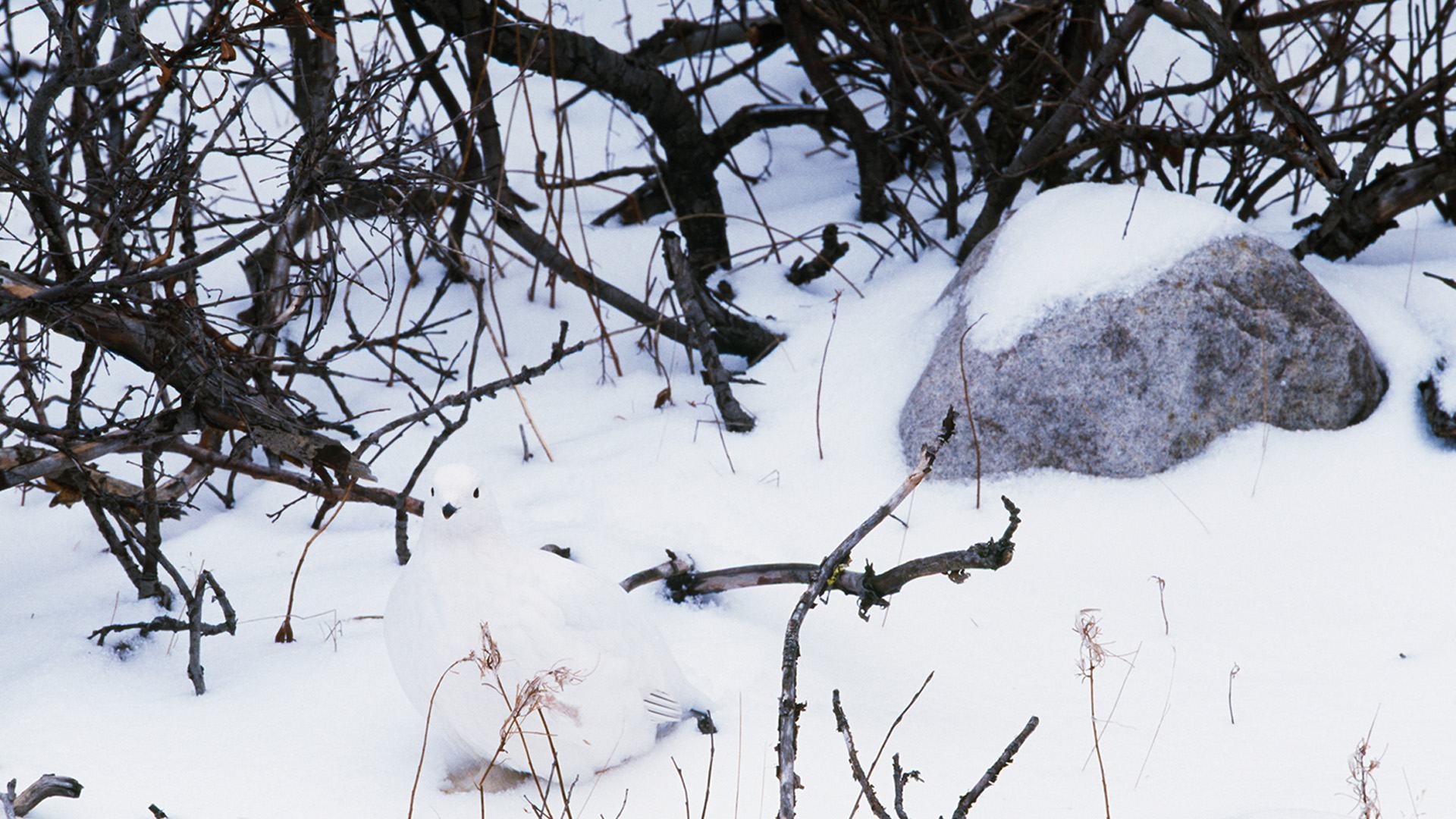 You have the eyes of a hawk if you can spot the bird hidden in the snowy scene