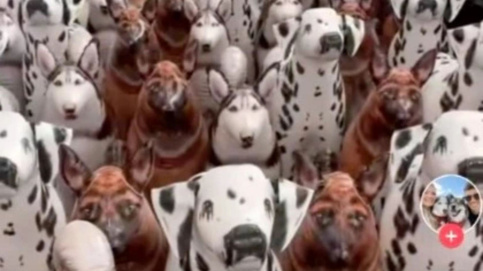 You have the eyes of a hawk if you can find the real dog hidden in the lineup of stuffed ones