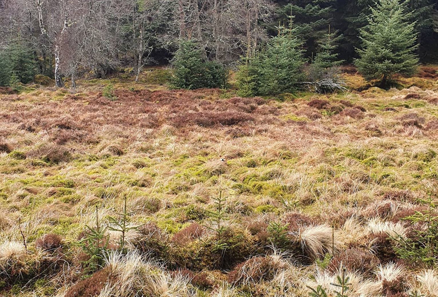 You have the eyes of a hawk if you can spot the dog hiding in the field