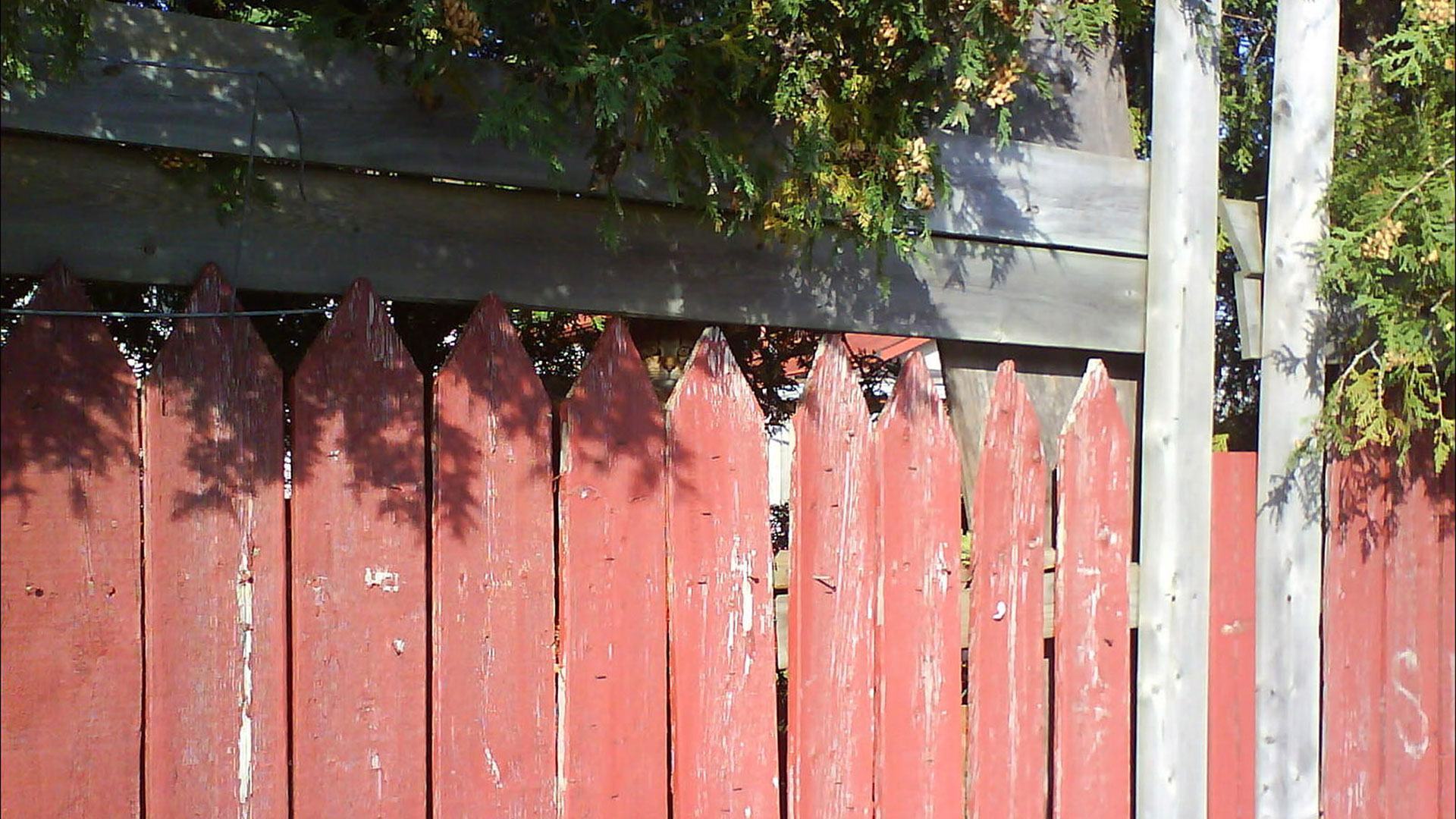 You have the eyes of a hawk if you can spot the cat hiding in the fence picture