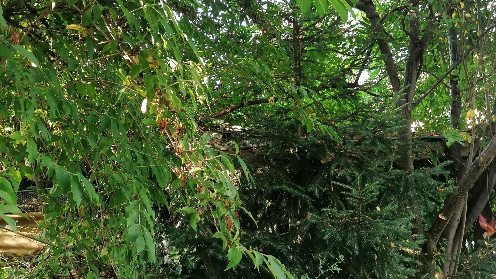 You have the eyes of a hawk if you can spot the sneaky cat hiding in the trees in this garden