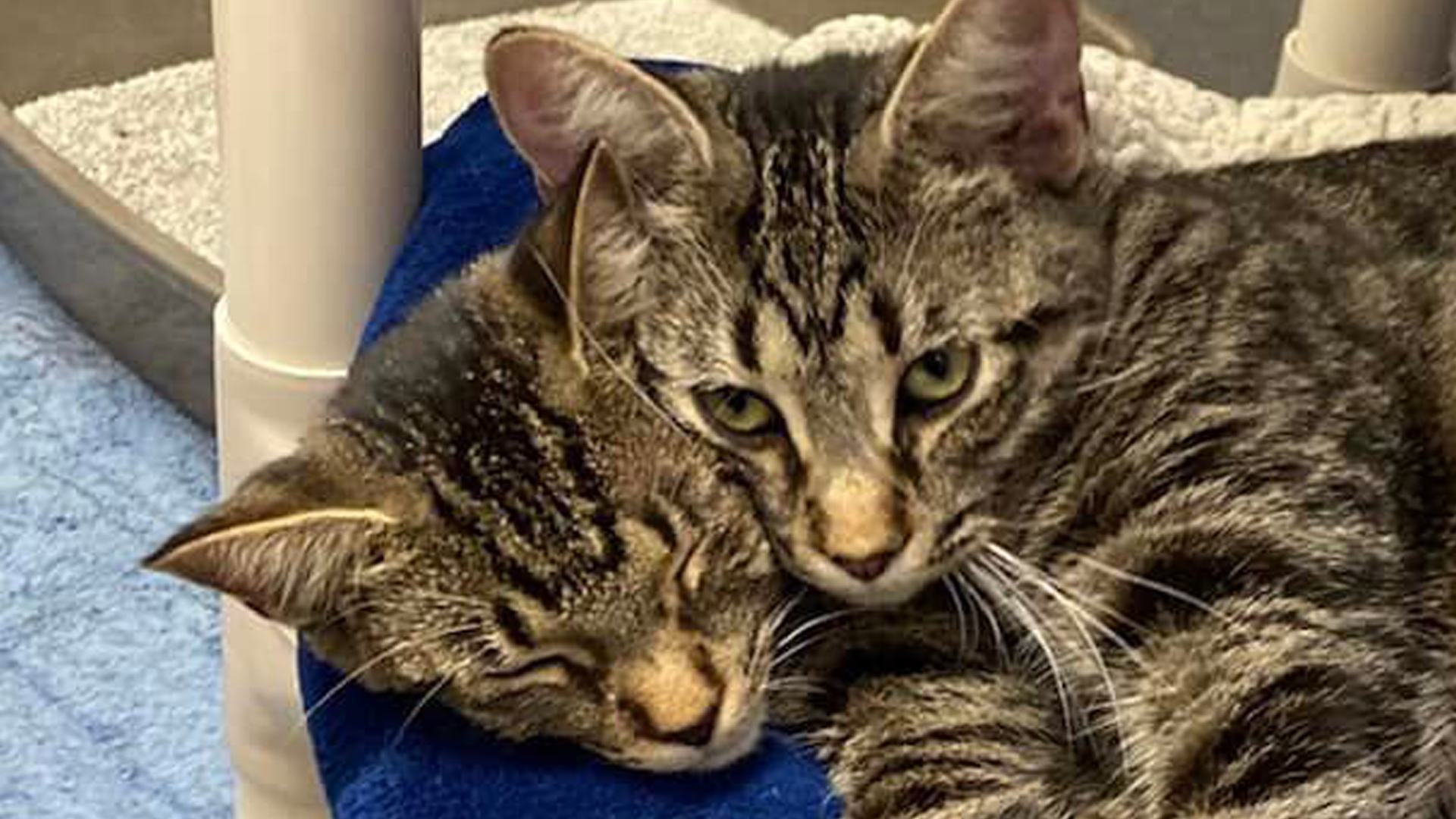 You have the eyes of a hawk if you can work out this two-headed cat optical illusion