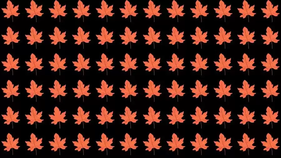 Optical Illusion Challenge: If you have Eagle Eyes find the Odd Leaf in 15 Seconds