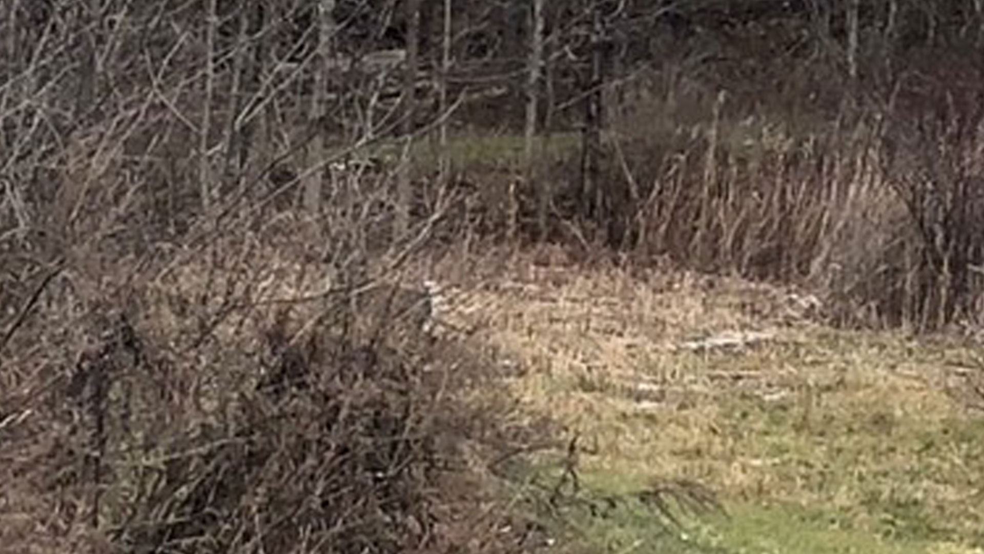 You could have the eyes of a hawk if you can spot the deer lurking in this forest scene