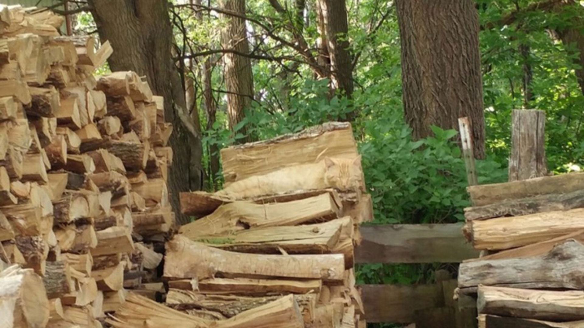 You have the eyes of a hawk if you can spot the cat sleeping on a pile of logs