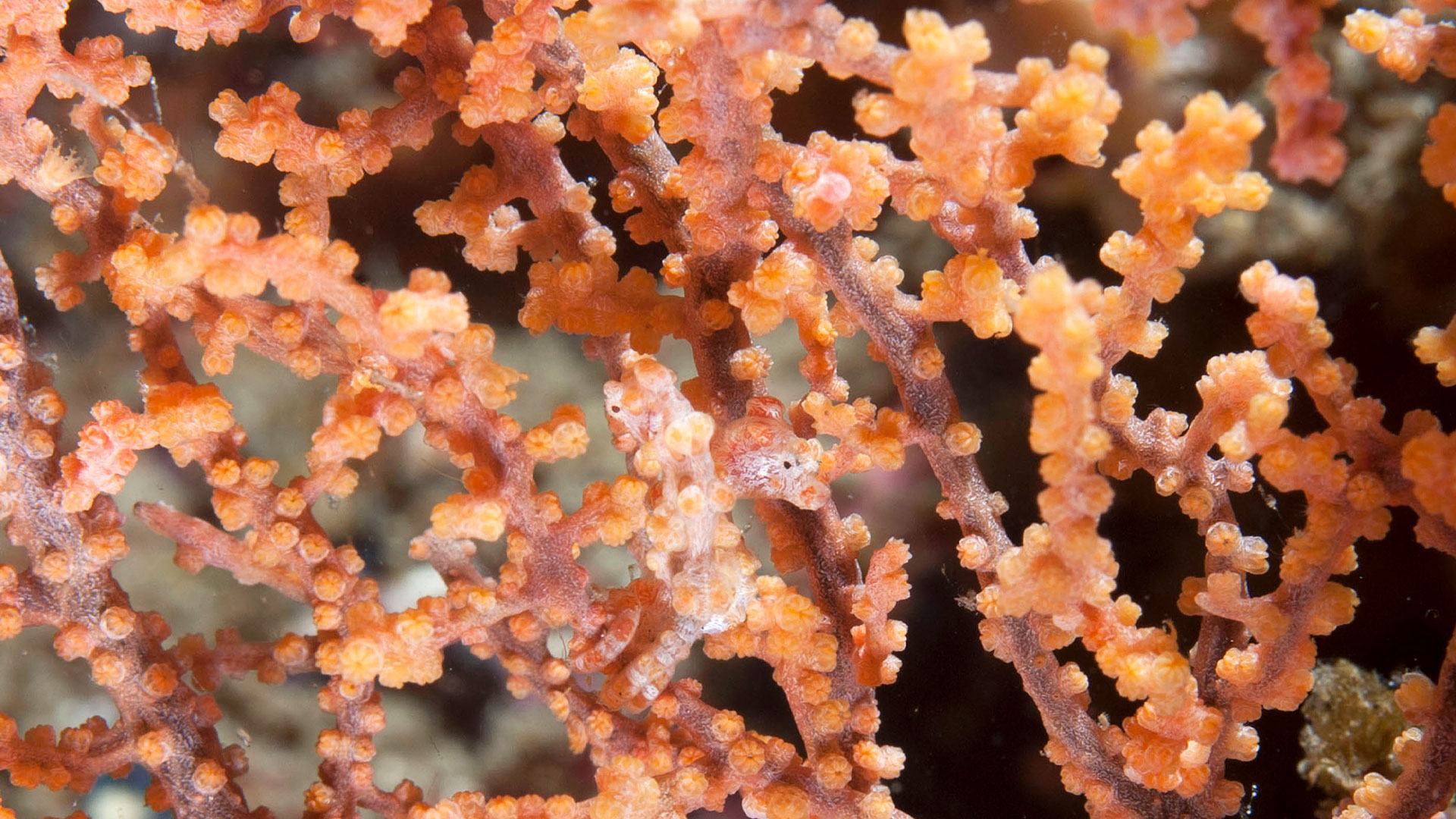 You have the eyes of a hawk if you can spot the seahorse hidden in underwater scene