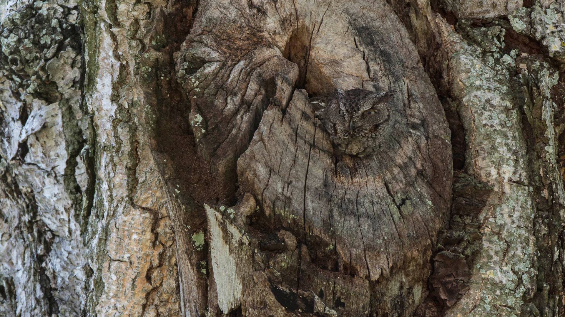 You have the eyes of a hawk if you can spot the owl hiding in a tree trunk