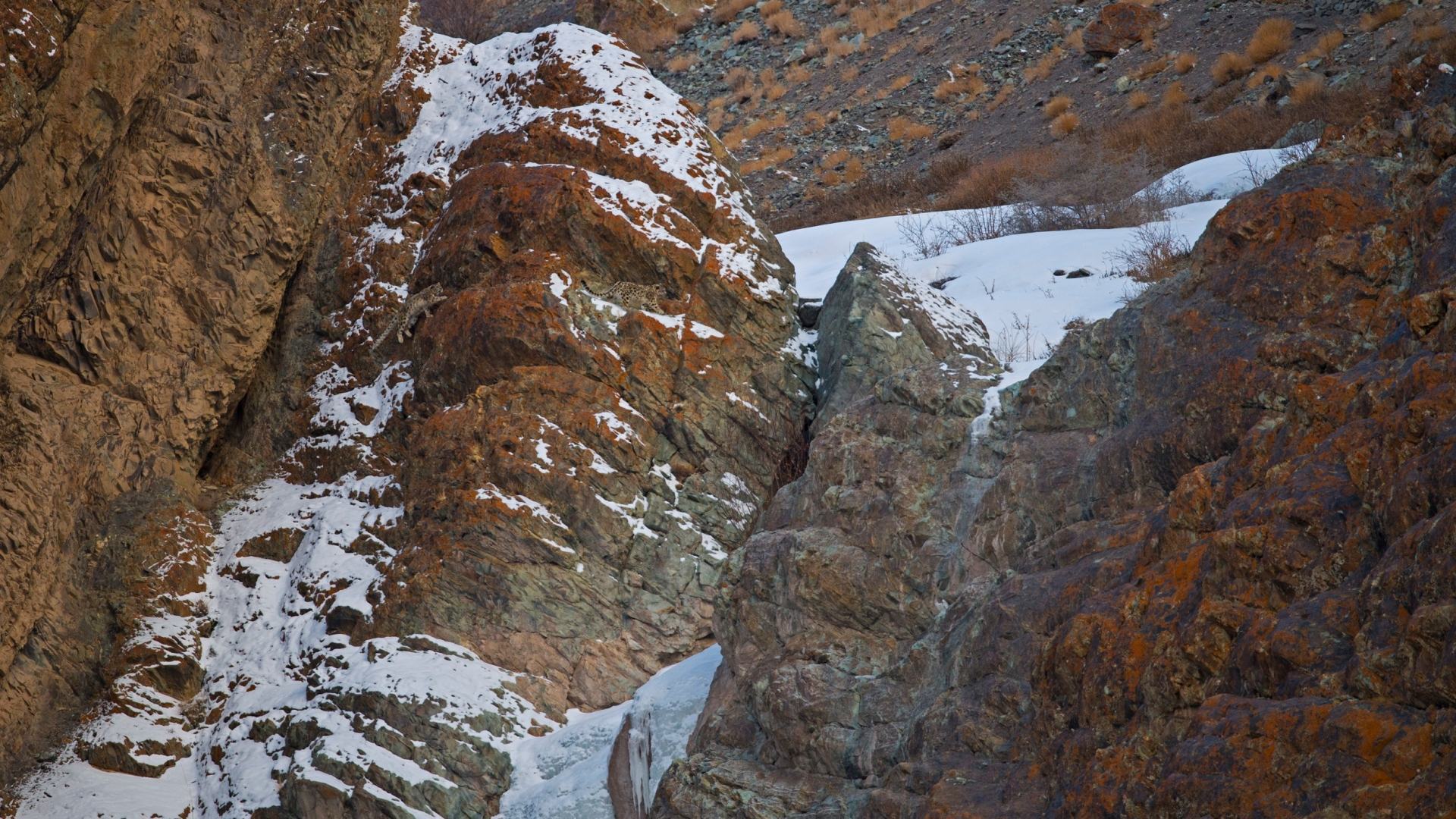 You could have the eyes of a hawk if you can spot the TWO snow leopards in the Himalayan mountains