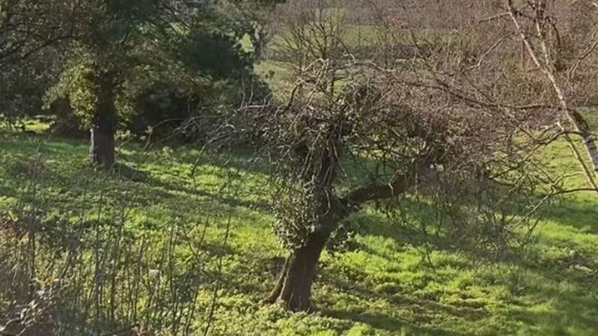 You have the eyes of a hawk if you can spot the sneaky deer in this woodland scene