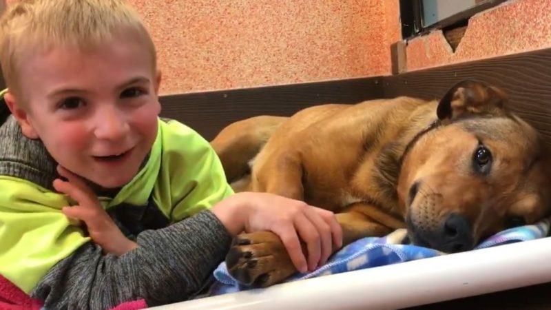 7-year-old boy with a kind heart saved 1300 dogs by finding a home for each dog