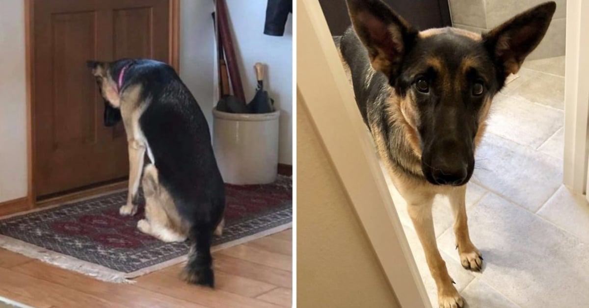 A German Shepherd waits at the door until its owner comes home from a night in the hospital