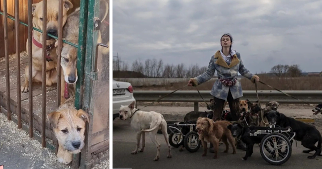 A Ukrainian woman rescues old and disabled dogs to cross the border with Poland