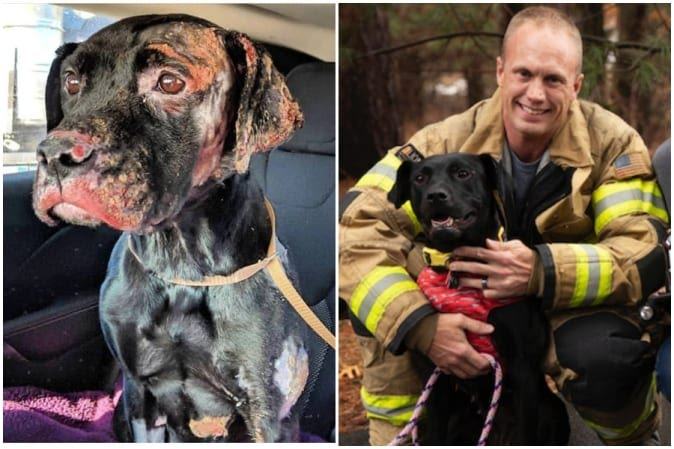 A badly burned dog was rescued from a house fire.  He was later adopted by a kind firefighter who saved his life.