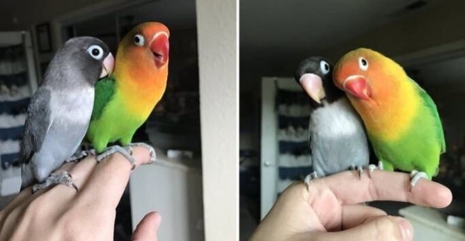 A beautiful family.  The bright parrot and its unusual girlfriend have become parents, and it turns out that their chicks are more beautiful than their parents.